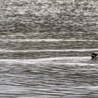 Утки :: Игорь Сикорский