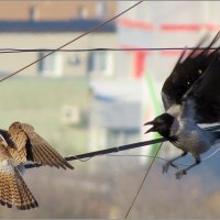 Кыш ... :: Сеня Белгородский