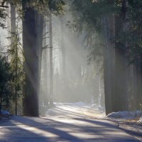 Утром туманным............ :: Юрий Цыплятников