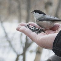 Гаичка обедает :: Галина Нестратова