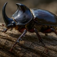 Жук Носорог :: Aleksey Afonin