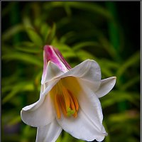 ЛИЛИЯ. :: Александр Дмитриев ЛИЛИЯ. :: Александр Дмитриев