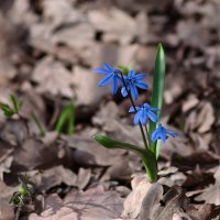 Весны цветение ... :: Ravile 