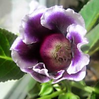 Глоксиния :: Елена Семигина