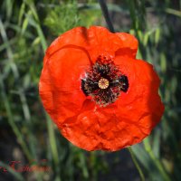 Природа Крыма :: Изумительная Космея