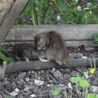 Помоечницы :: Freddy 97