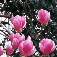 МАГНОЛИЯ :: Tata Wolf