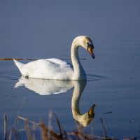 Отражение. :: Sergey (Apg)