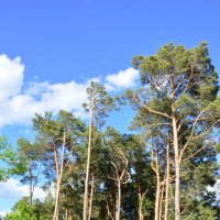 **** :: Виктор 