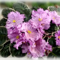 фиалка :: Елена Сухорученкова