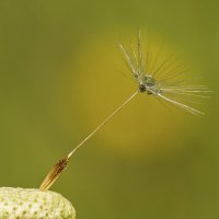 Росинка :: Андрей Пристяжнюк