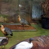 Зоопарк :: Андрей Л. В.