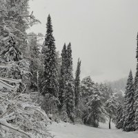 Снежный день :: Радмир Арсеньев