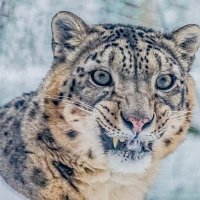 ирбис :: Аркадий Лаптенко