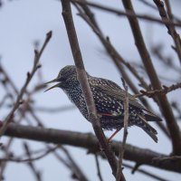 Скворцы прилетели... :: Александр Посошенко