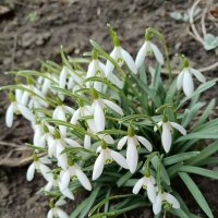 Морозы уже не остановят... :: Людмила Жданова