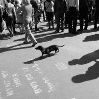 *** :: Сергей Золотавин