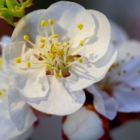 Все цветет! :: Оля Богданович