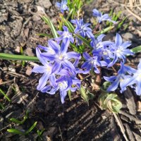 Хионодокса :: Сапсан 