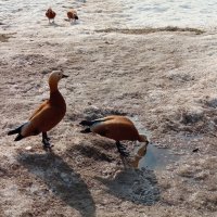 Март в Черкизове :: Андрей Лукьянов