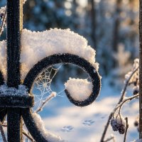 Решетка в снегу :: Лилия 