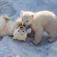 Белый :: SanSan 