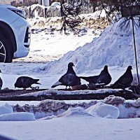 Март...Авто и голуби! :: Владимир 