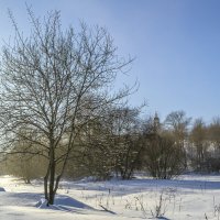 Обледеневшее дерево :: Сергей Цветков