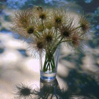 Когда отцвёл прострел. :: nadyasilyuk Вознюк