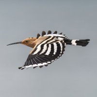 удот :: юрий макаров