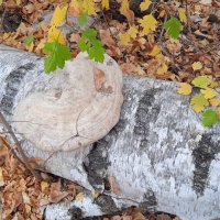 осенними тропинками :: Елена Шаламова