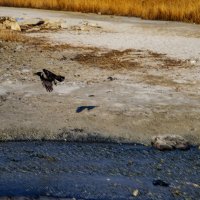 Вороне бог послал... :: Анатолий Чикчирный