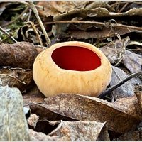 Проснулись грибочки в лесу. Саркосцифа алая. :: Валерия Комова