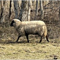 Овца. :: Валерия Комова