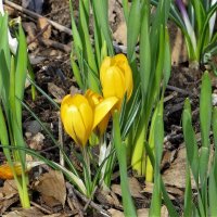 Желтенькие :: Лариса С.