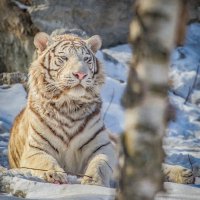 Бенгальский тигр КОВИ. :: Аркадий Лаптенко