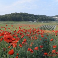 Природа Крыма :: Изумительная Космея