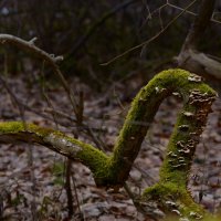 Коряга 2 :: Константин Белоногов