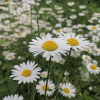 ,,, :: Сергей Тимоновский