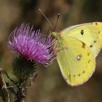 Желтушка :: ZNatasha -