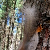 Белка за вкусняшками . :: Мила Бовкун