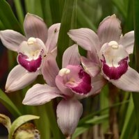 Орхидеи :: <<< Наташа >>>