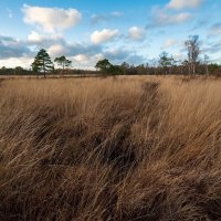 Старое болото... :: Николай Гирш