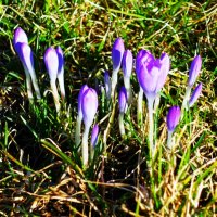 Первые крокусы :: Aida10 