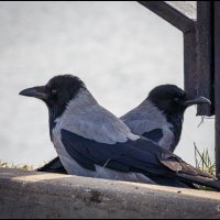 Нас двое. :: Михаил Кобзев