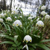 Находите радость в каждом дне! Сказка в середине марта!... :: Галина 