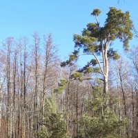 Парк Александрия. Март :: Наталья Герасимова