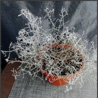 Калоцефалус серебристый Брауна :: Ольга Довженко Калоцефалус серебристый Брауна :: Ольга Довженко