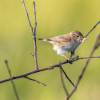 Камышовка :: Владимир Лазарев
