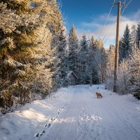 Дорожка на даче в солнечную погоду :: Лилия 